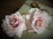 Two blush pink fondant roses cake topper. Gum paste flowers. Fondant flowers product 1